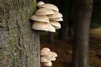 Porcelain mushroom and profile