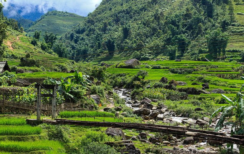 Rice fields near Sapa in Vietnam by Roland Brack