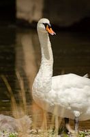 Cygne