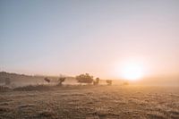 Sonnenaufgang in Drenthe - NP Drentsche Aa - Pastellfarben