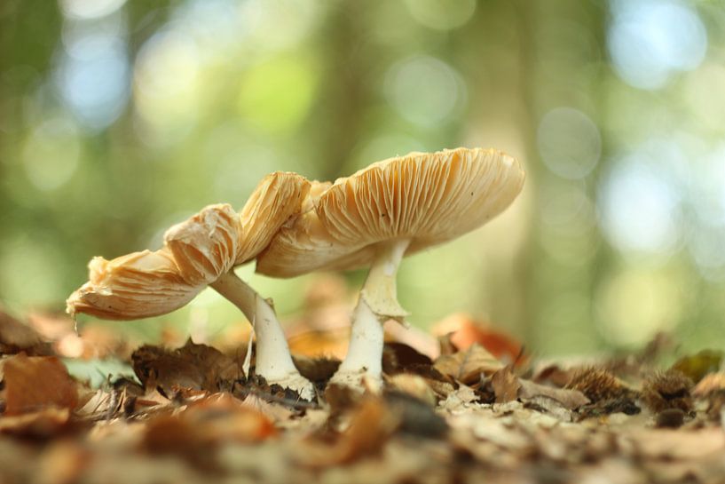 Paddenstoelen von Anita Kortus