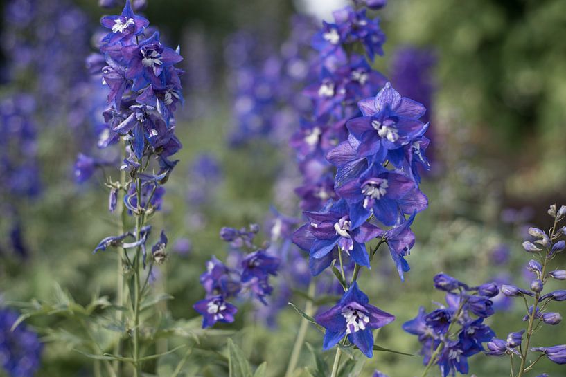 Lila Blumen von Charley Aimée