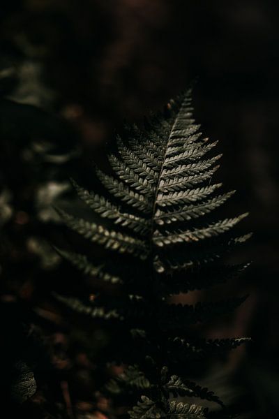 Sailing in the evening sun by Yvette Baur