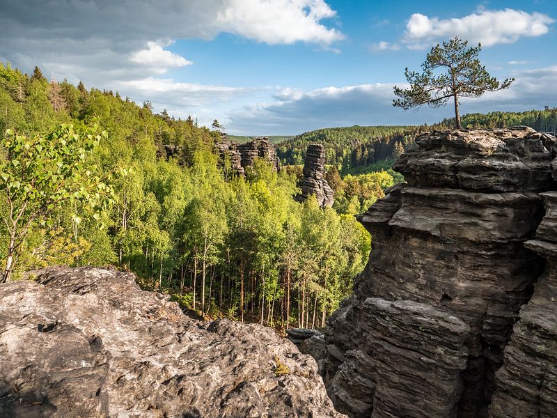Bielatal, Saxon Switzerland - Schroffer Stein with pine tree by Pixelwerk