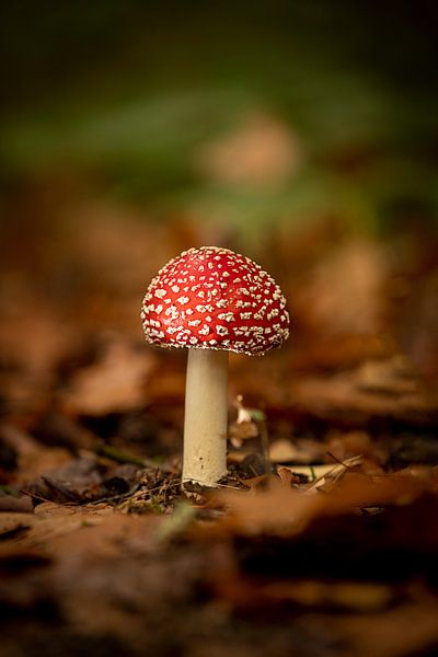 Mushroom - small but fine........................................ (autumn) by Rik Brussel