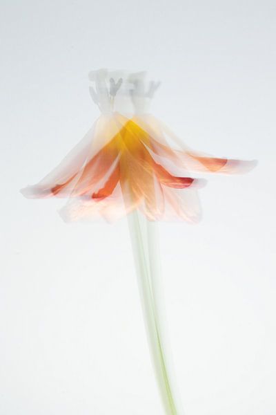 tulipe dansante - la beauté de l'impermanence par masja mols