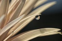 Drop in its simplicity