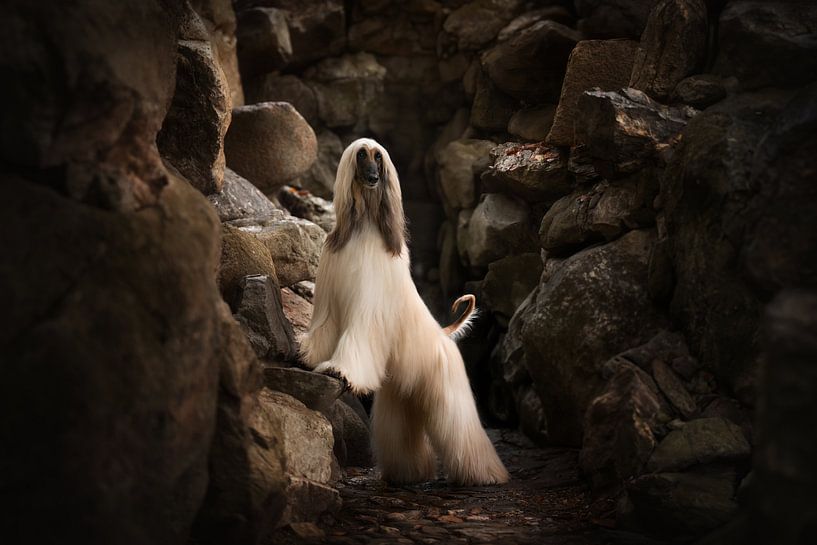 Louis von Nanuq Dog Photography