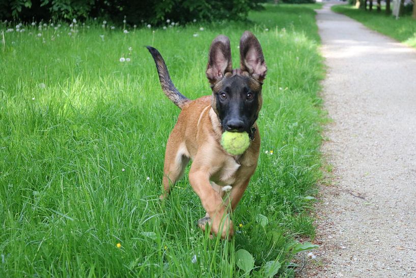 Mechelse herder pup met staande oren by Rosalie Broerze