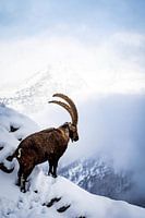 Capricorn in mountain landscape