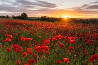 Champ de coquelicots au lever du soleil