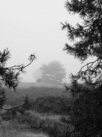 black and white moorland fog
