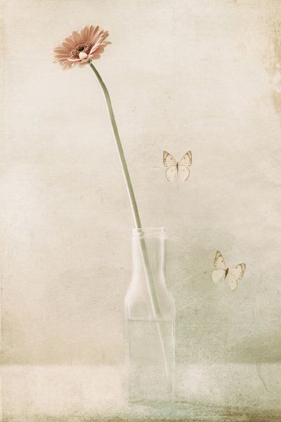 Miss Daisy von Delphine Devos