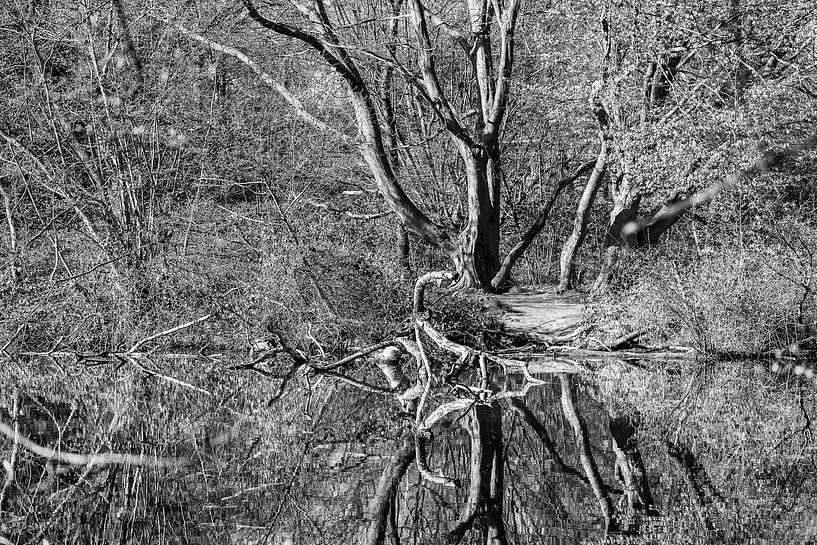 Spiegelung Baum im Winter von Dieter Walther