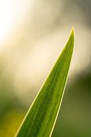 Frühlingssonnenstrahlen auf einem Blatt