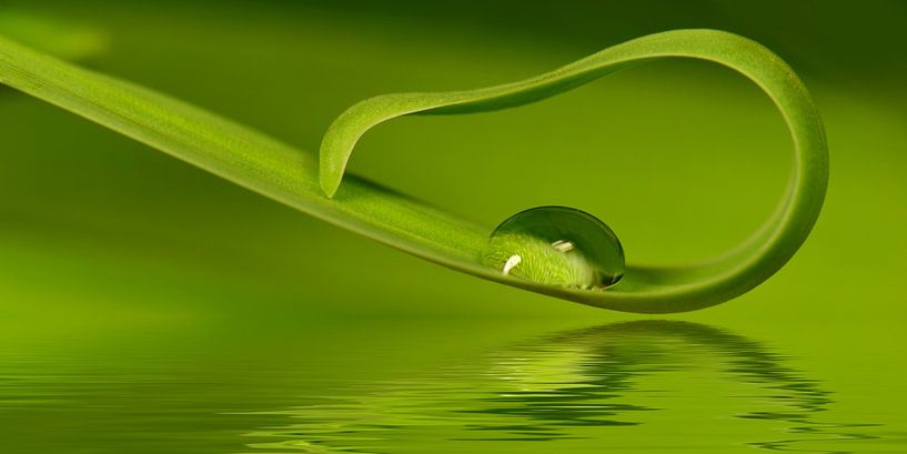 Tropfen von Violetta Honkisz