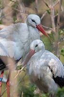 Elternteil und Sohn Storch
