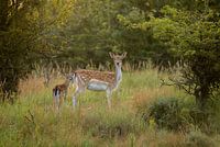 Mother Fallow deer with young (Bambi)