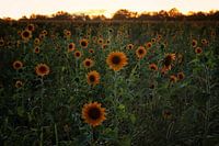 Sunflowers in the beautiful village of heesch.