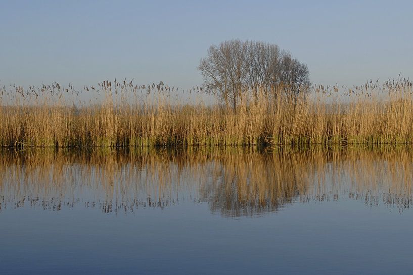 Rietkraag aan de Boerekreek by Rafael Delaedt