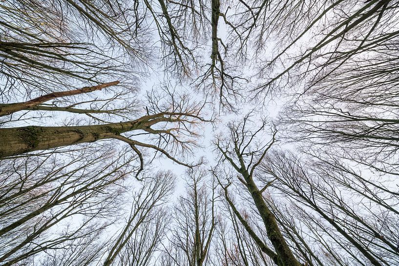At the tops of the trees by Marcel Derweduwen