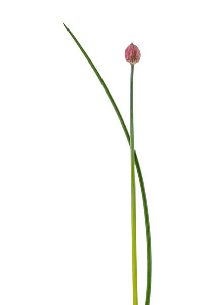 Chive by Anneliese Grünwald-Märkl