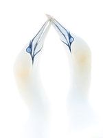 Jan-van-gent begroeting