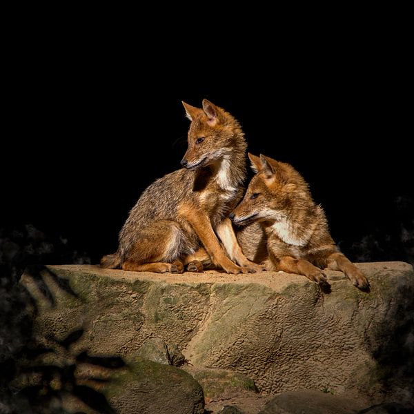 Jeunes renards par Guido Heijnen
