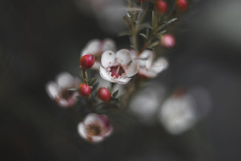 Waxflower by Linda Doppenberg