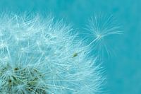 Close up paardebloem (dandelion) met los pluisje