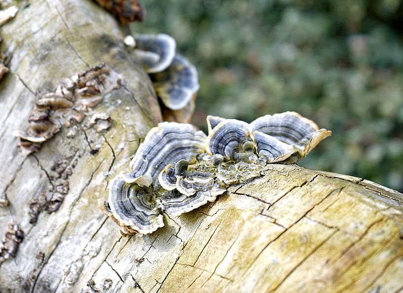 blue striped fungus on tree trunk by joyce kool