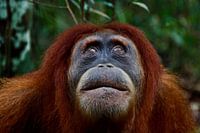 Orang Utan im Regenwald von Sumatra