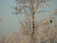 Winter wonder land 2