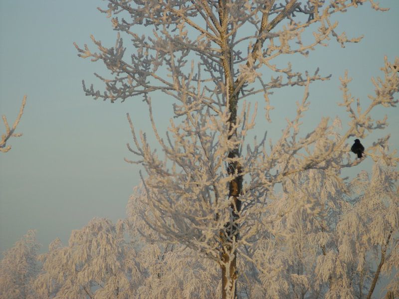 Winter wonder land 2 von Hyppy Picture