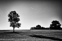 Der Baum und der Schatten