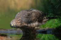 Juvenile goshawk at Lemelerberg