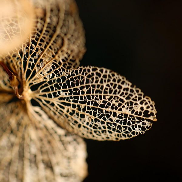 s'est épanouie par Marieke Funke