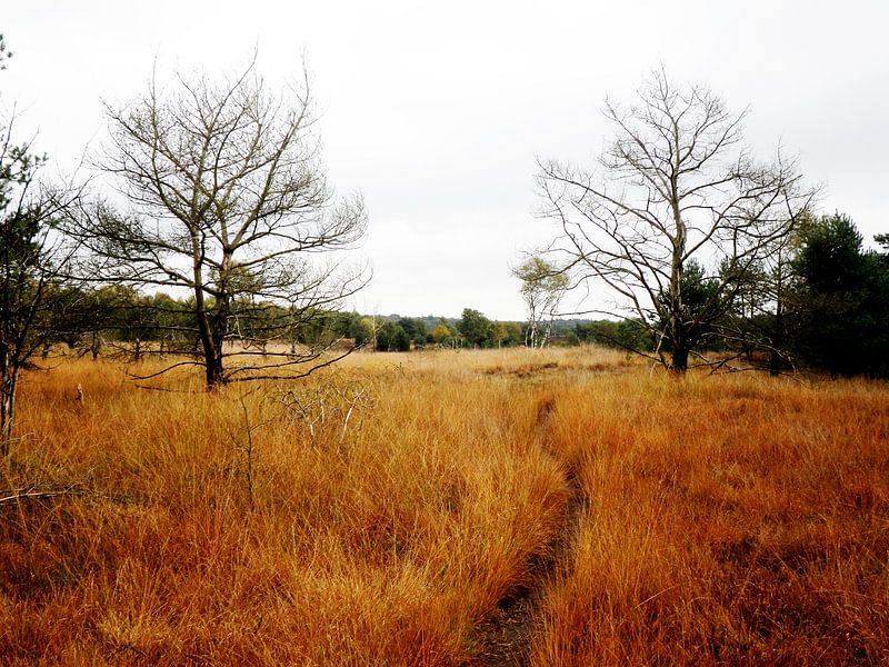 Wanderweg auf der Ginkelsche Heide von SenV2312 .