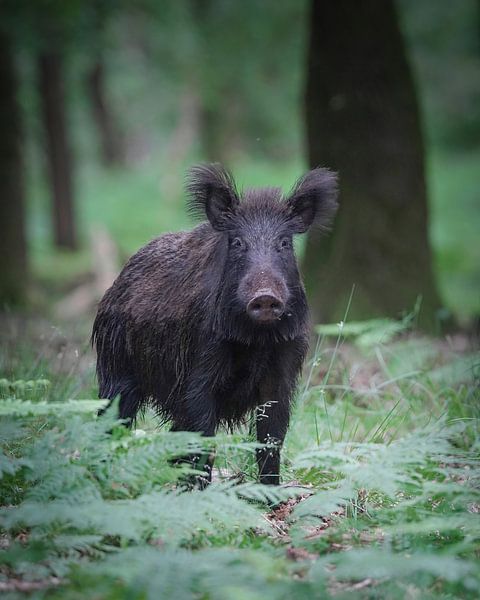 Wildschwein auf der Veluwe von Tom Zwerver
