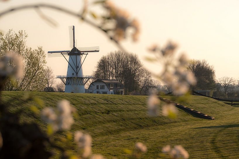 Mill the Butterfly, pearl of the Betuwe, between the blossoms by Moetwil en van Dijk - Fotografie