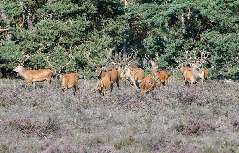Grand groupe de mâles Cerfs rouges par Merijn Loch