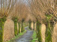 Avenue of willows