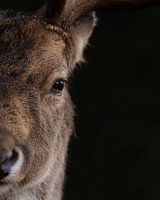 portrait of fallow deer