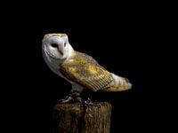 Eule an einer Stange