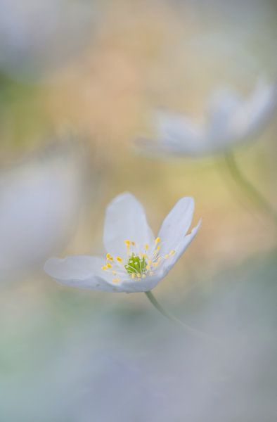 Buschwindröschen: bezaubernde Frühlingsblume von Moetwil en van Dijk - Fotografie