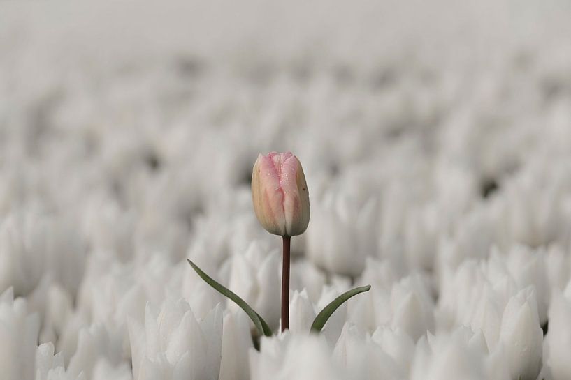Tropfen auf zartrosa Tulpe von Ans Bastiaanssen