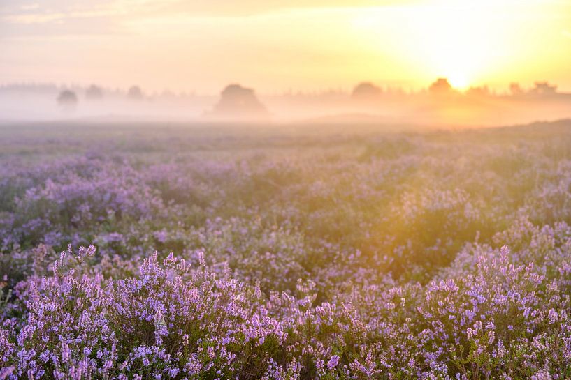 Blooming Heather plants in Heathland landscape during sunrise in by Sjoerd van der Wal Photography