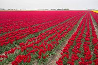 Champs de bulbes en Hollande du Nord avec des tulipes rouges.