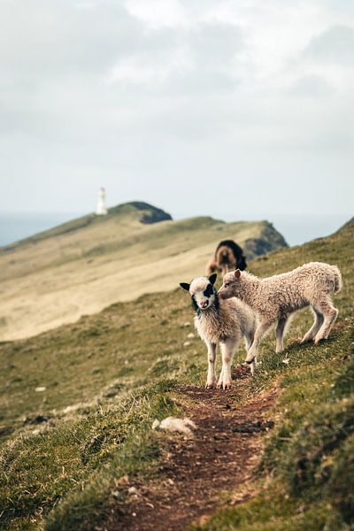 Agneaux sur l'île de Mykines, îles Féroé par Expeditie Aardbol