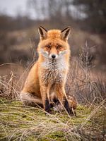 Un beau renard mâle dans les dunes hollandaises